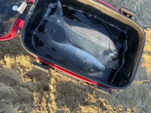 All’alba sul mare: una sessione di pesca tra mormore e orate