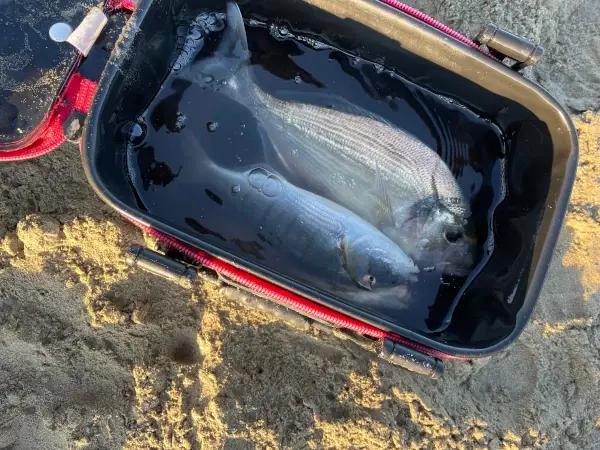 Pesca a fondo alle orate all'alba