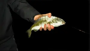 Pesca alla mormora: come intercettare il branco a mare calmo