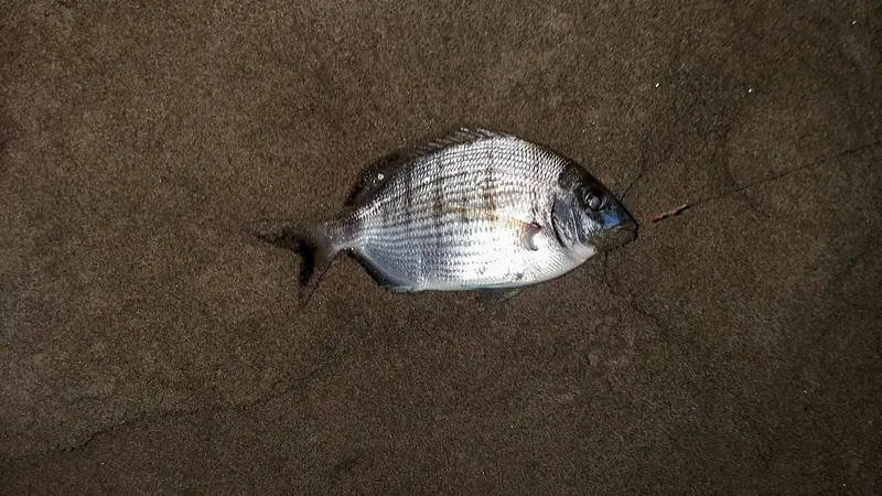 surfcasting ottobre 2026 sarago tra la schiuma